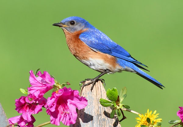 Symbolic Bluebird Meaning