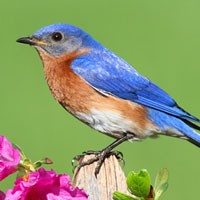 Symbolic Bluebird Meaning