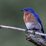 Symbolic Bluebird Meaning. Image by Dave Crotty