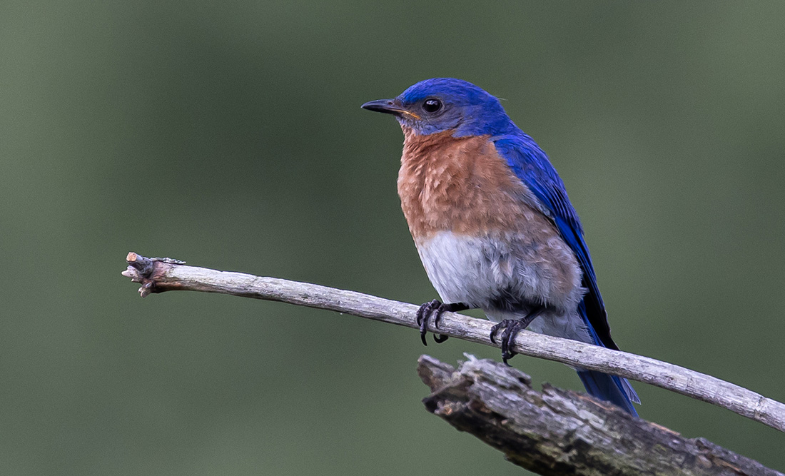 Symbolic Bluebird Meaning. Image by Dave Crotty