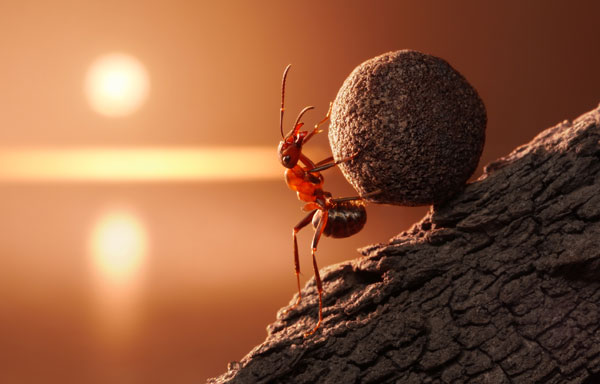 Symbolic Meaning of Ants