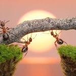 Symbolic Meaning of Ants