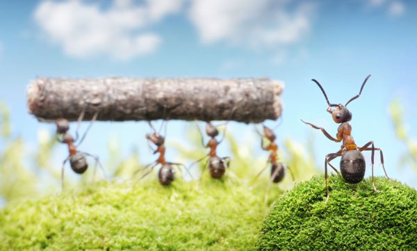 Symbolic Meaning of Ants