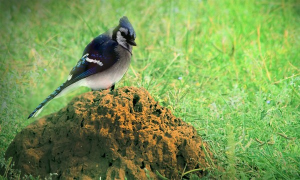 What is anting: Symbolic lessons from blue jays and ants