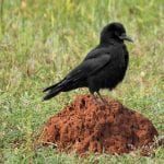 What is anting: Symbolic lessons from crows and ants