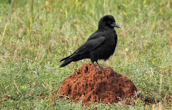 What is anting: Symbolic lessons from crows and ants