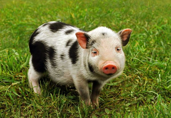 symbolic meaning of pig