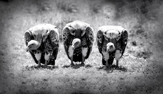 Native American Story about Death-Eaters, the Old Woman and Buzzard Meaning