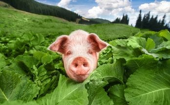 symbolic pig meaning