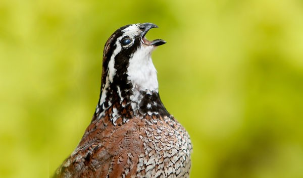 Quail Meaning Quail Symbolism