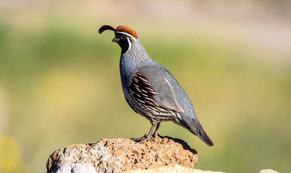 Symbolic Quail Meaning and Quail Messages