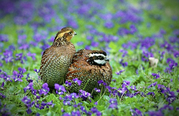 Quail Meaning Quail Symbolism