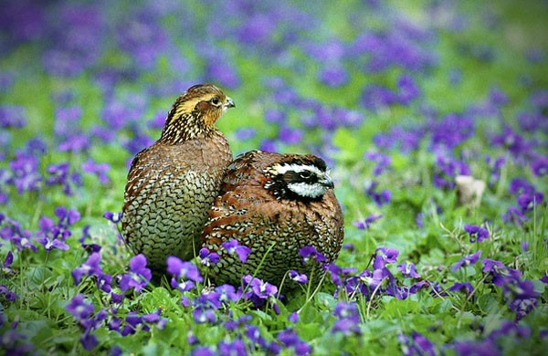 Symbolic Quail Meaning and Quail Messages 