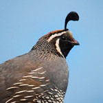 Quail Meaning Quail Symbolism