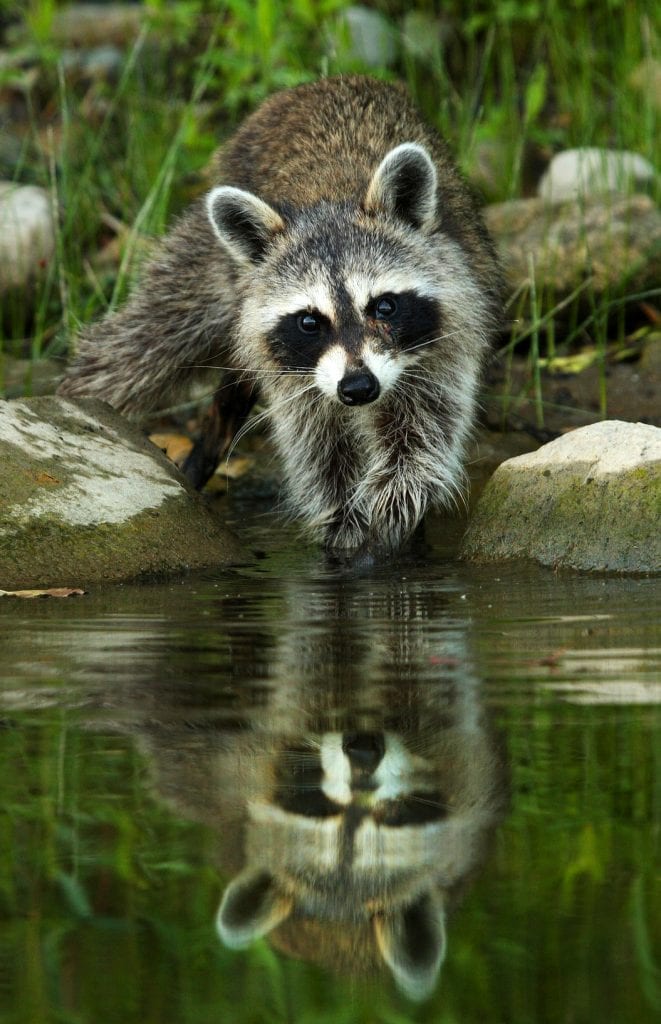 Symbolic raccoon meaning, raccoon messages and raccoon totem