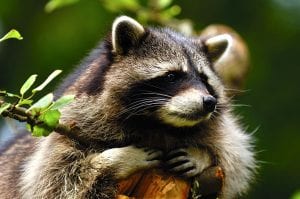 Symbolic raccoon meaning, raccoon messages and raccoon totem