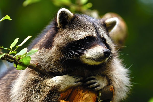 Symbolic raccoon meaning, raccoon messages and raccoon totem