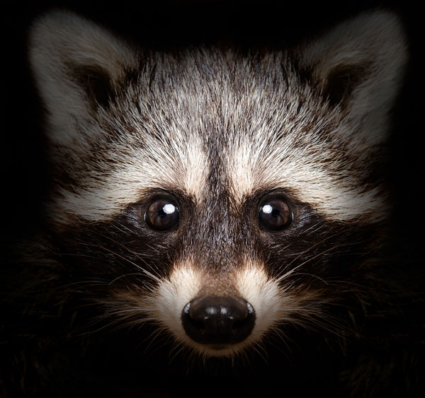 Symbolic raccoon meaning, raccoon messages and raccoon totem