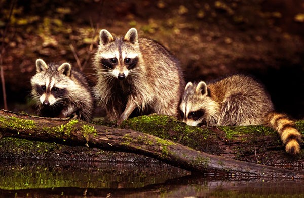 Symbolic raccoon meaning, raccoon messages and raccoon totem