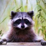 Symbolic raccoon meaning, raccoon messages and raccoon totem