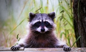 Symbolic raccoon meaning, raccoon messages and raccoon totem