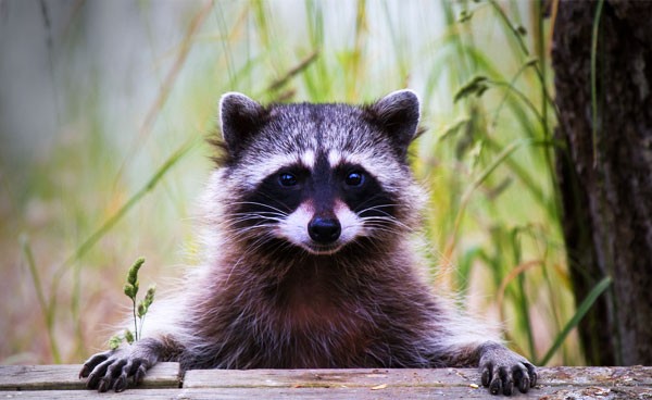 Symbolic Raccoon Meaning and Raccoon Messages