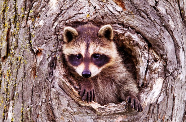 Symbolic raccoon meaning, raccoon messages and raccoon totem