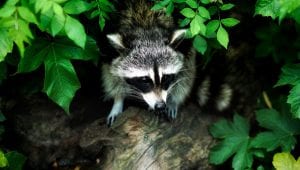 Symbolic raccoon meaning, raccoon messages and raccoon totem