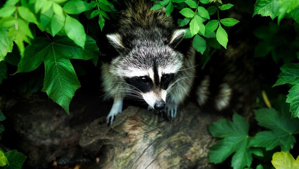 Symbolic raccoon meaning, raccoon messages and raccoon totem