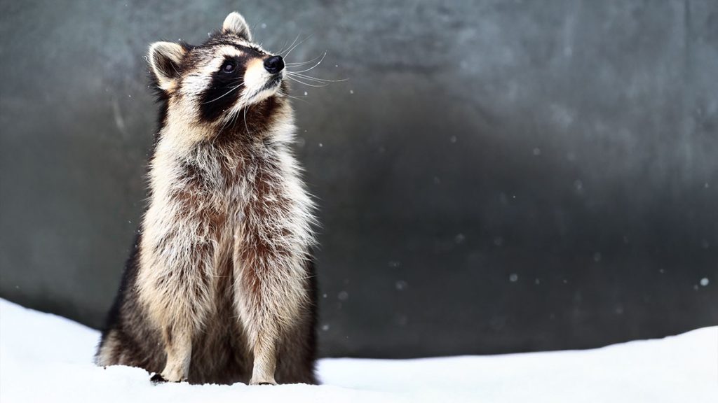 Symbolic & Spiritual Raccoon Meaning