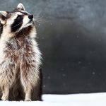 Symbolic & Spiritual Raccoon Meaning