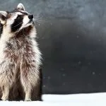 Symbolic & Spiritual Raccoon Meaning