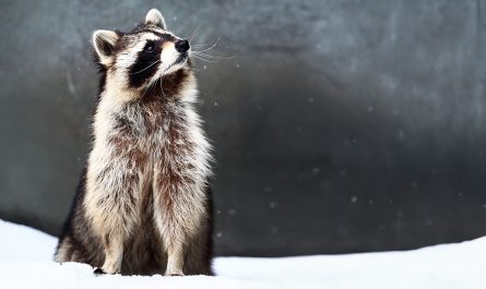 Symbolic & Spiritual Raccoon Meaning