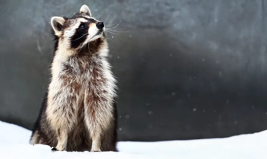 Symbolic Raccoon Meaning and Raccoon Messages