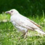 white crow and white raven meanings