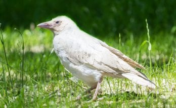 white crow and white raven meanings