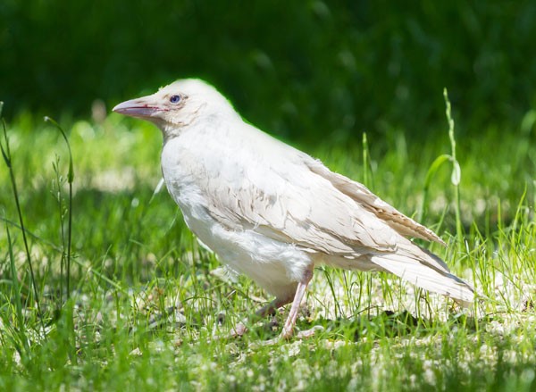 white crow and white raven meanings