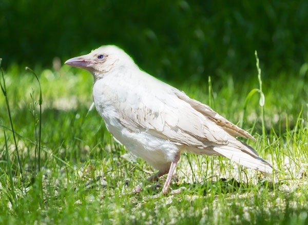 White Crow and White Raven Meanings