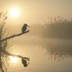 Meaning of Halcyon Days: The Bird, The Myth, The Memories