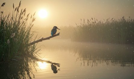 Meaning of Halcyon Days: The Bird, The Myth, The Memories