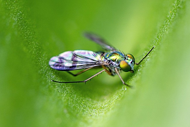 symbolic fly meaning