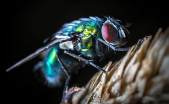 symbolic fly meaning