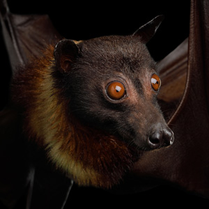 Chthonic-Meaning-Bat