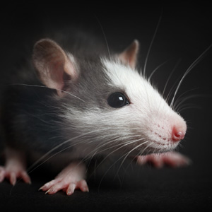 Chthonic-Meaning-Rat