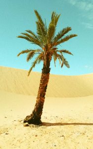 Palm Tree Symbolism and Meaning on WhatsYourSign