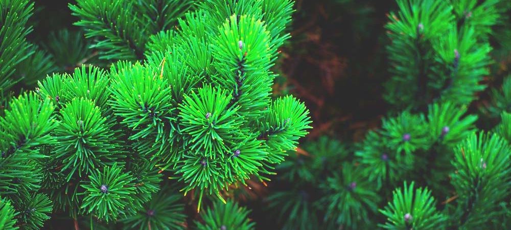 Holiday Meaning Of Trees