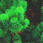 Holiday Meaning Of Trees