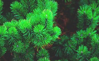 Holiday Meaning Of Trees