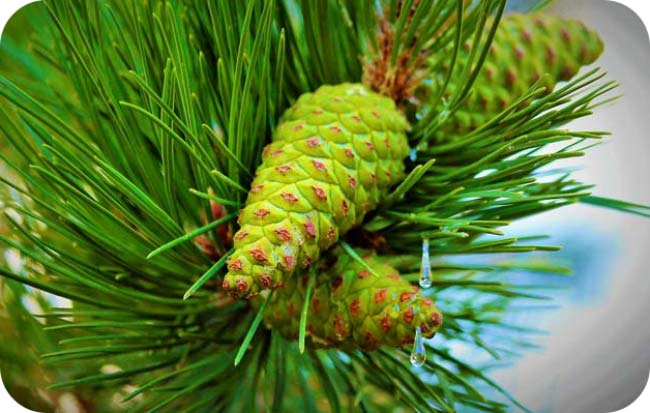 Holiday Meaning Of Trees - Pine Tree Meaning