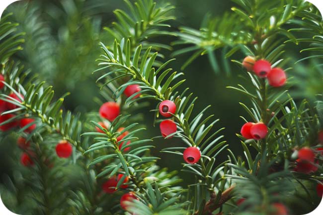 Holiday Meaning Of Trees - Yew Tree Meaning